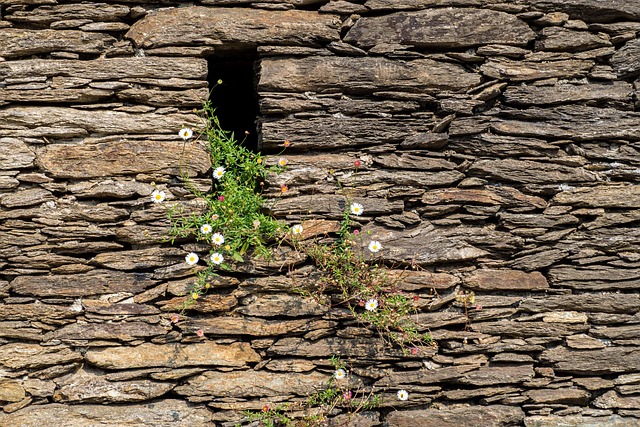 Free Daisy Wall photo and picture