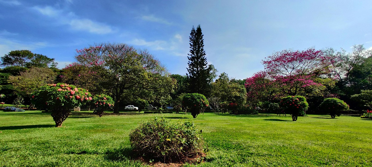 Jardin Des Arbres Nature - Photo gratuite sur Pixabay - Pixabay
