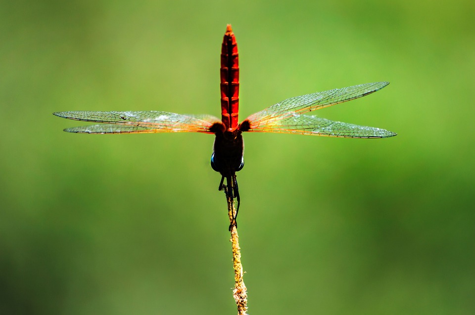 Anisops Insect Anisoptera Insect Beautiful - Free photo on Pixabay - Pixabay