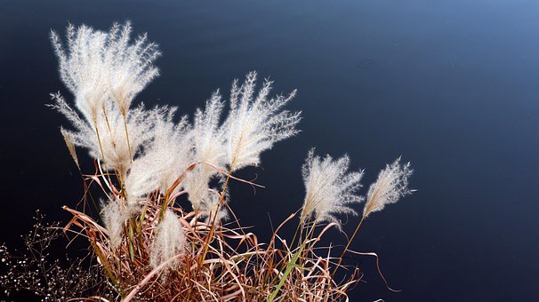 Siv, Blomst, Vand, Blomstre, Plante, Blå