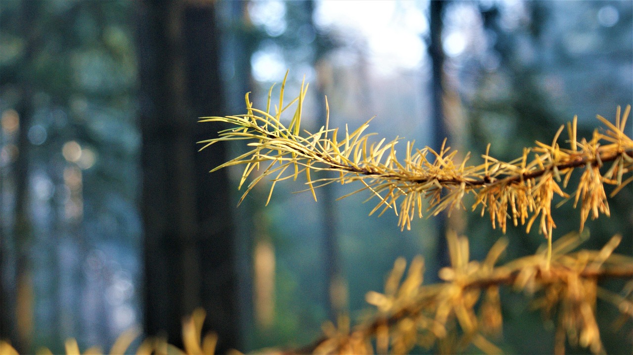 Branch - free online jigsaw puzzle photo