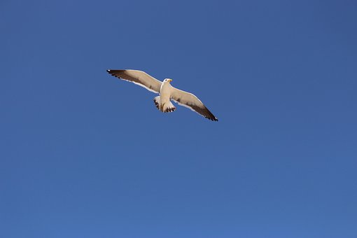 Free Sky Seagull photo and picture