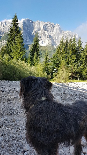 Hond, Bergen, Wandeltocht, Landschap