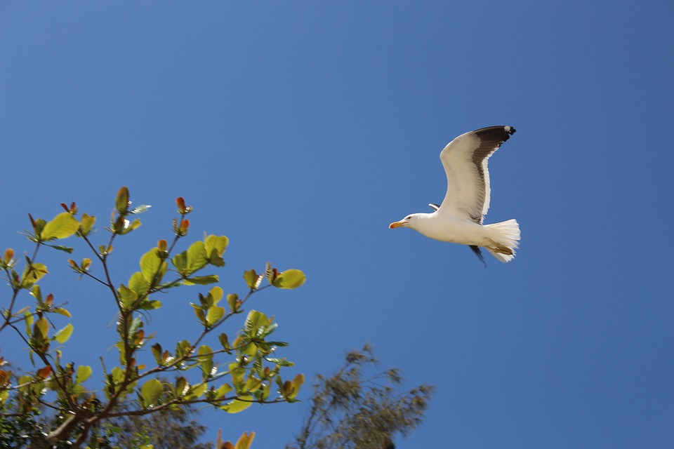 Gaviota Ceu Azul - Foto gratis en Pixabay