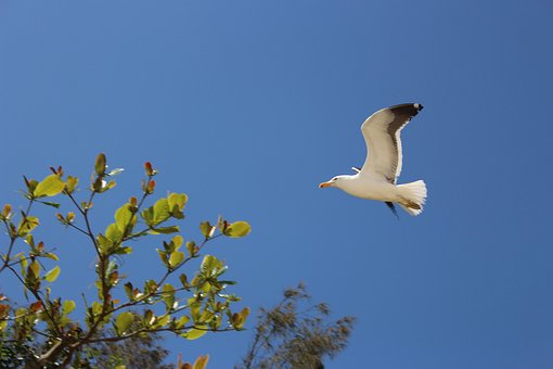 Free Seagull Heaven photo and picture