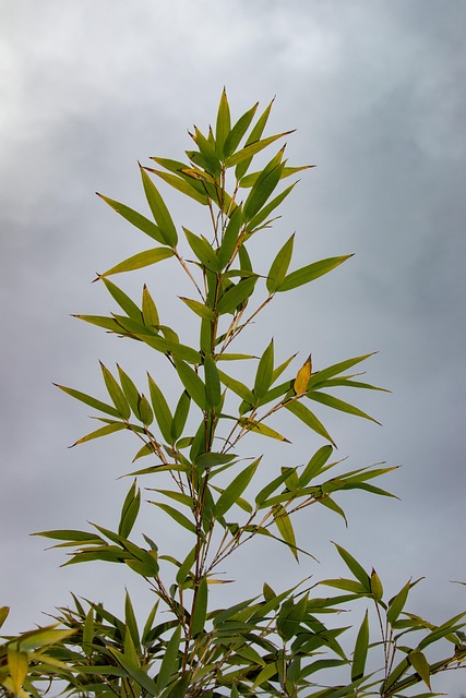 Free Bamboo Green photo and picture