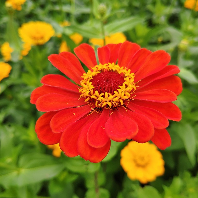10+ Free Zinnia Chrysanthemum & Nature Images Pixabay