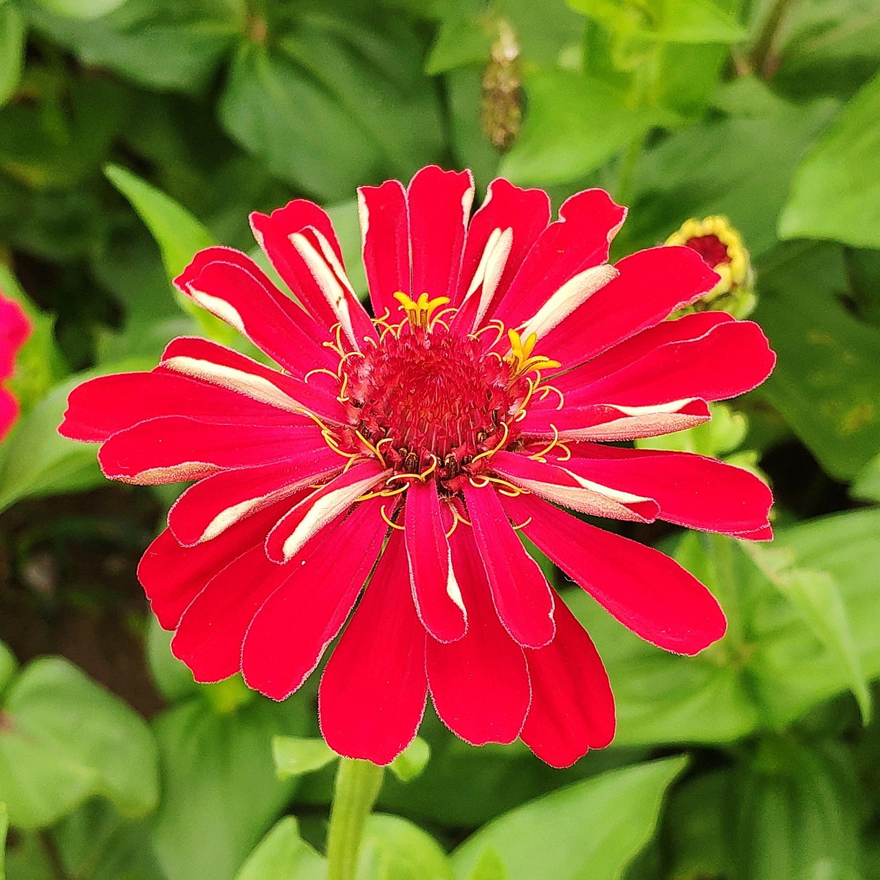 สีแดง Zinnia Chrysanthemum ภาพฟรีบน Pixabay Pixabay