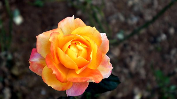 Rose, En, Blomst, Rosenblomst, Plante