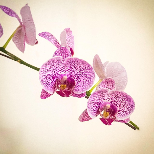 Timbre Collection Fleurs Orchidées PT.3 (2018) - 42 S/s MNH - Qualité Superbe