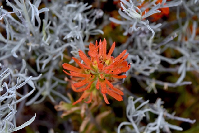 Free Wildflower Indian Paintbrush photo and picture