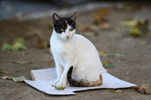 Katten, Hvid, Katagtig, Indenlandske