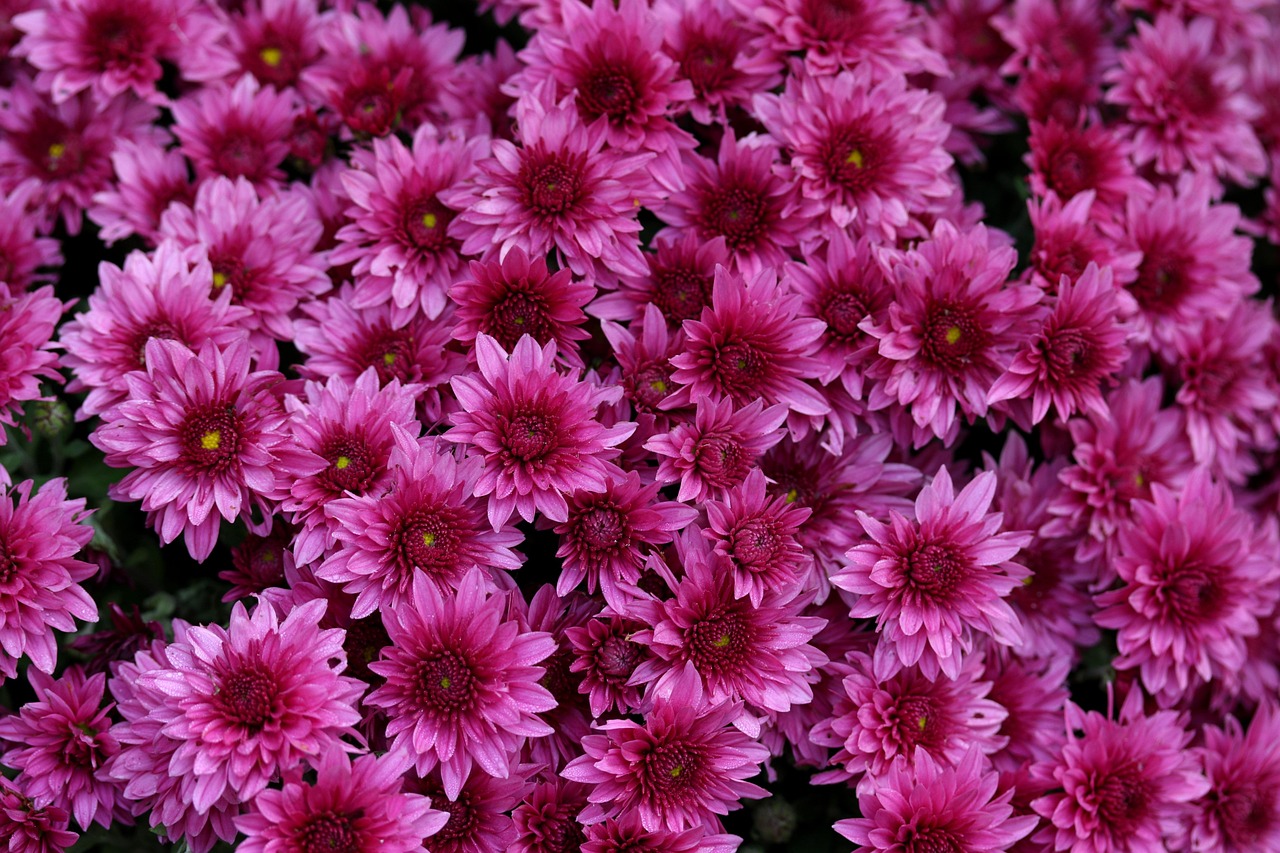 Chrysanthemum Mauve Flower - Free photo on Pixabay - Pixabay