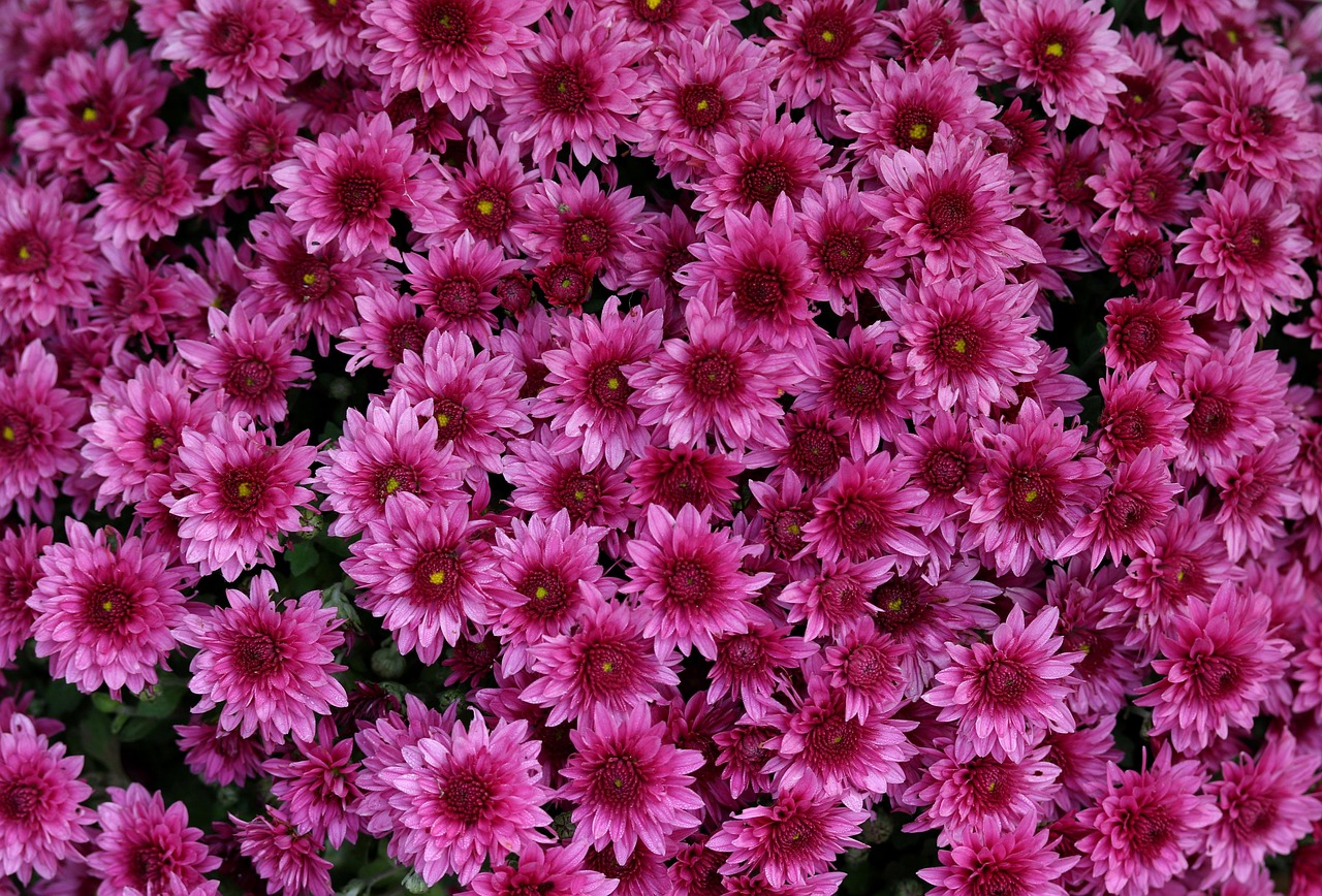 Chrysanthemum Mauve Flower - Free photo on Pixabay