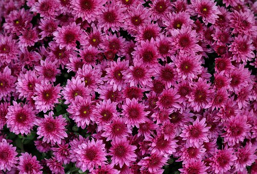 Krysantemum, Lilla, Natur, Blomst Tapet