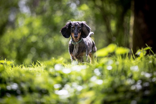 Free Nature Dog photo and picture