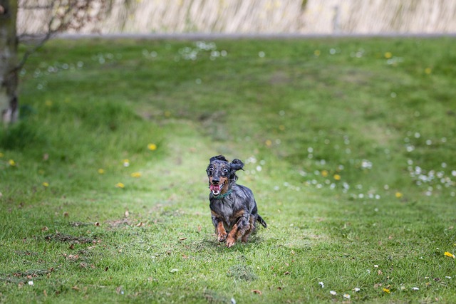 Free Nature Dog photo and picture