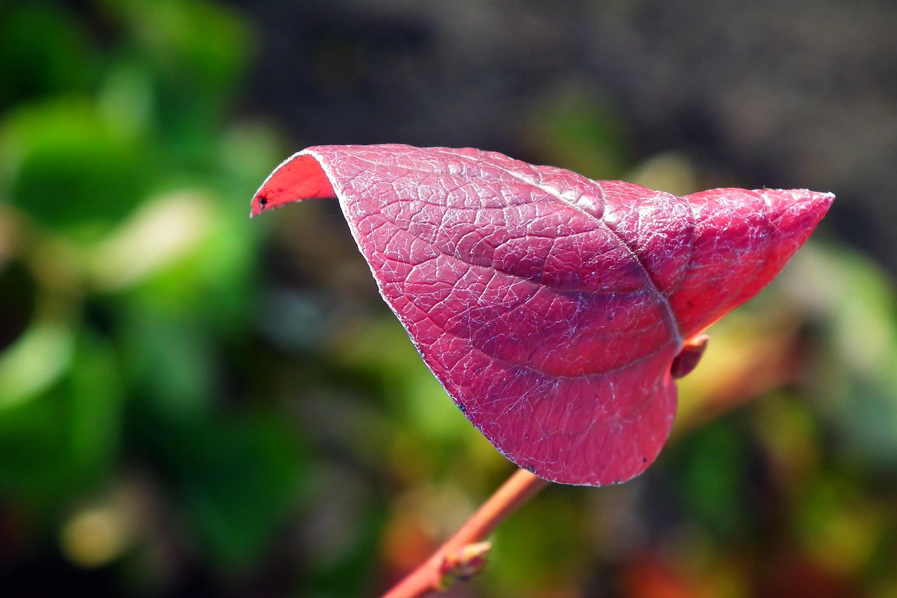 Leaf - free online jigsaw puzzle photo