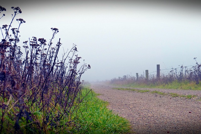 Free Fog Path photo and picture