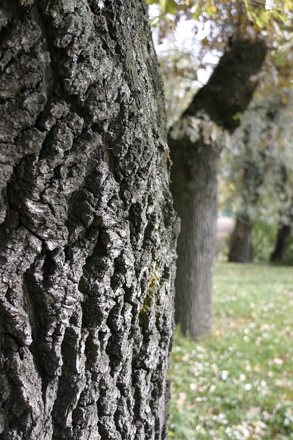 Der Park, Herbst, Holzstruktur, Bellen
