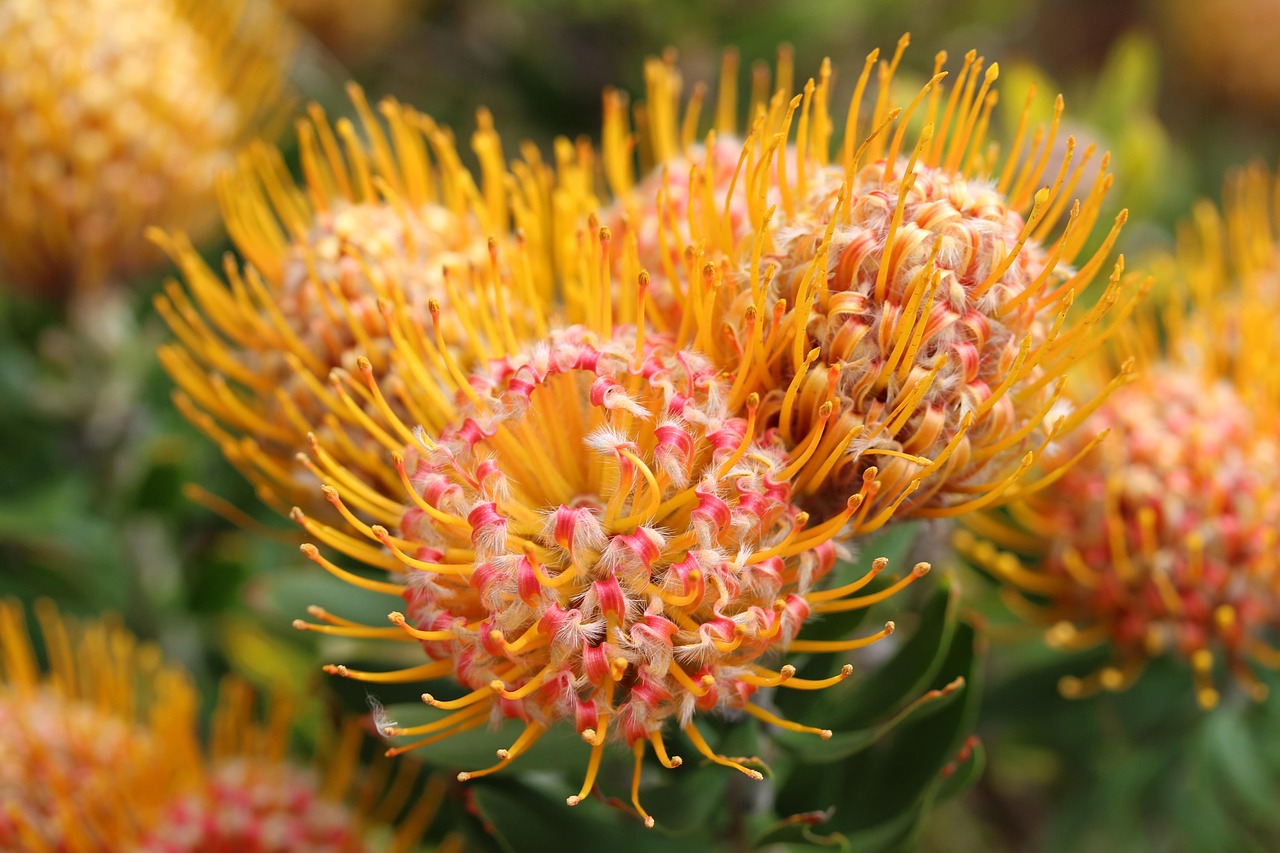 Pincushion Protea Leucospermum At Jasper Rae Blog