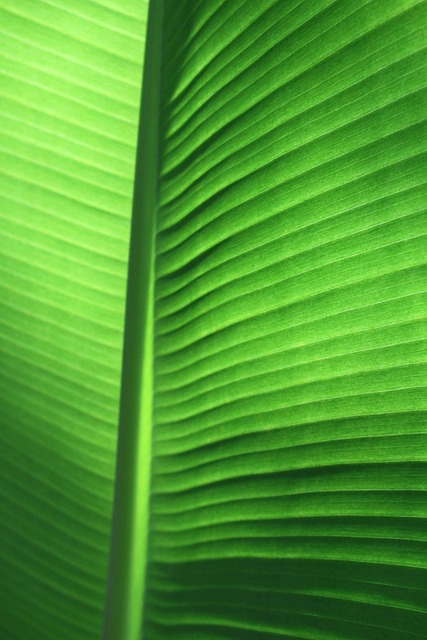 Free Banana Leaf Tropical photo and picture