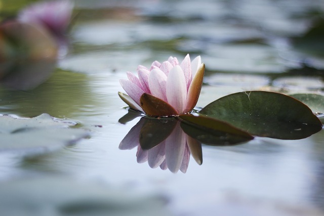 Free Flower Lake photo and picture