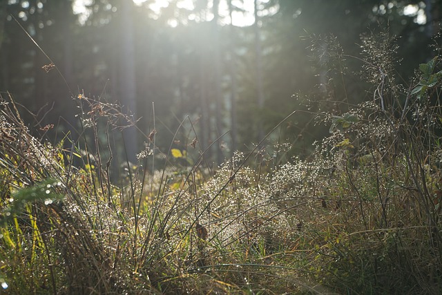 Free Thueringen Thueringer Forest photo and picture