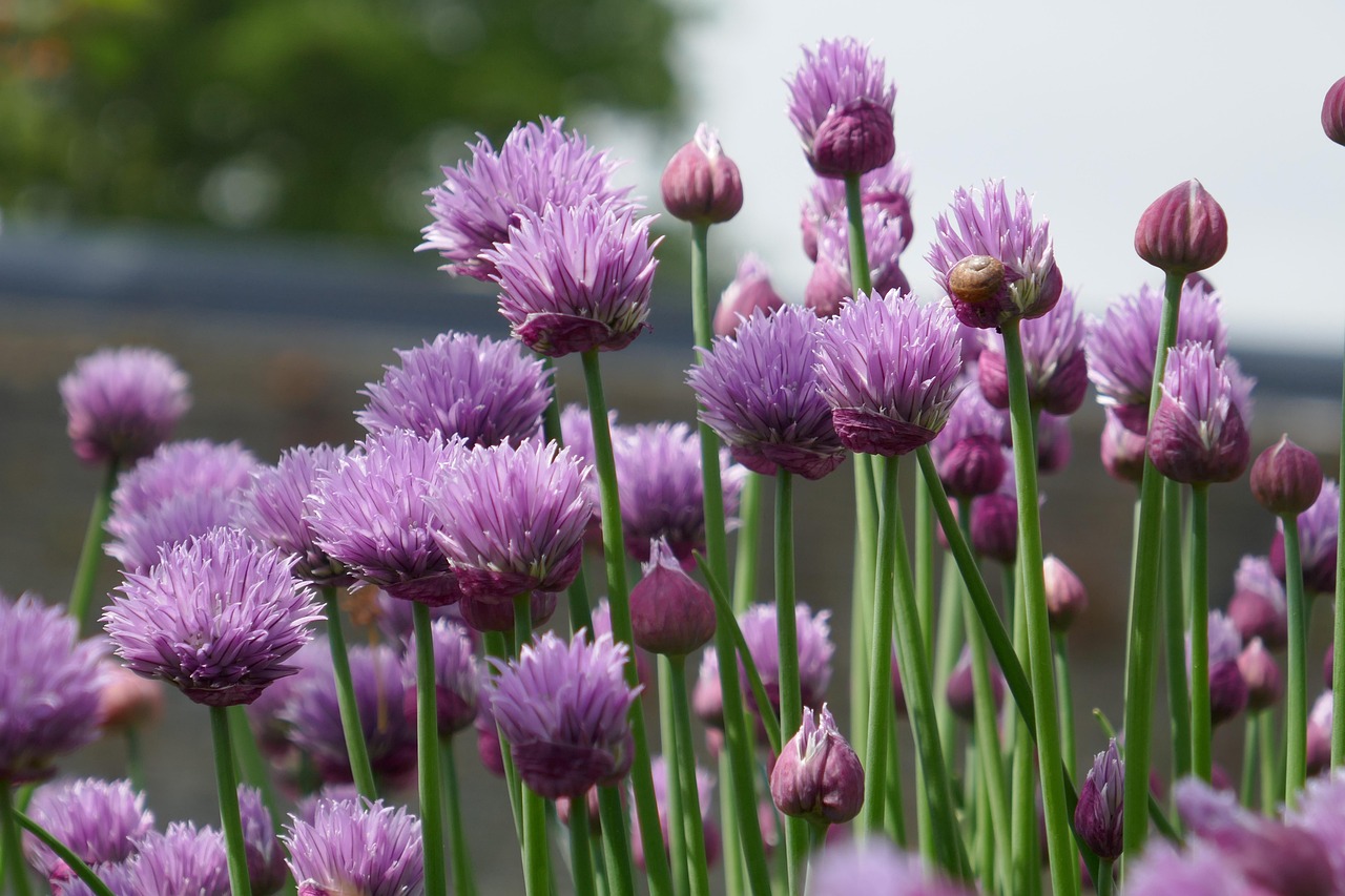 600+ Free Chives Chives & Nature Images - Pixabay