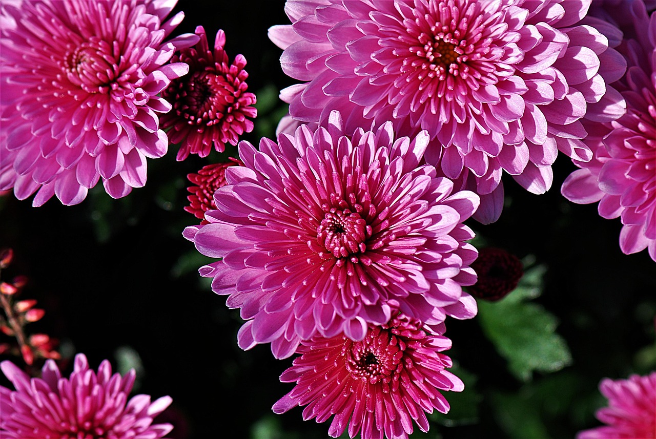 Chrysanthemums Plant Fall Free photo on Pixabay Pixabay