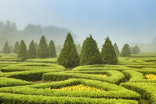 Free Garden Plant photo and picture