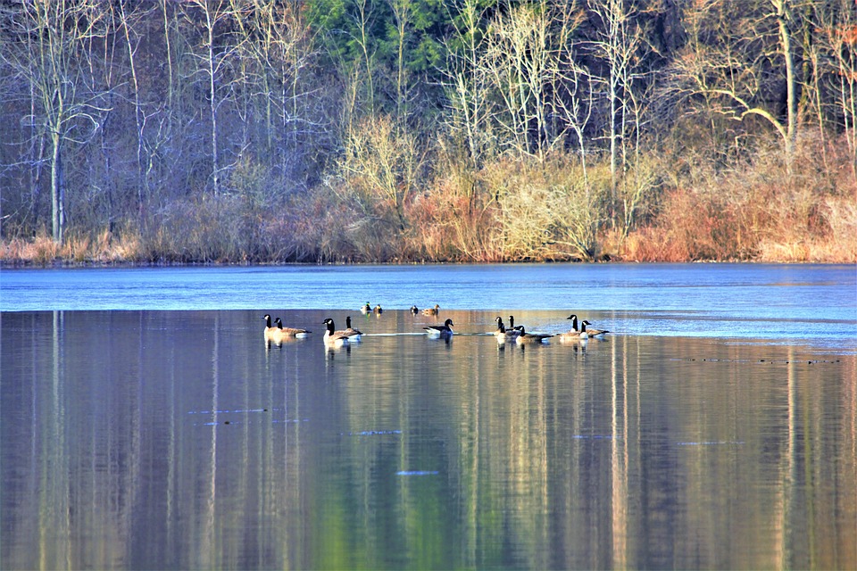 Lake Scene Autumn Geese - Free photo on Pixabay - Pixabay