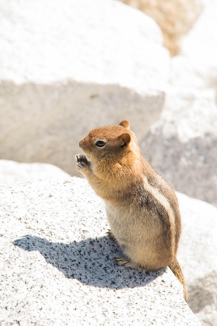 Free Animal Sauvage photo and picture