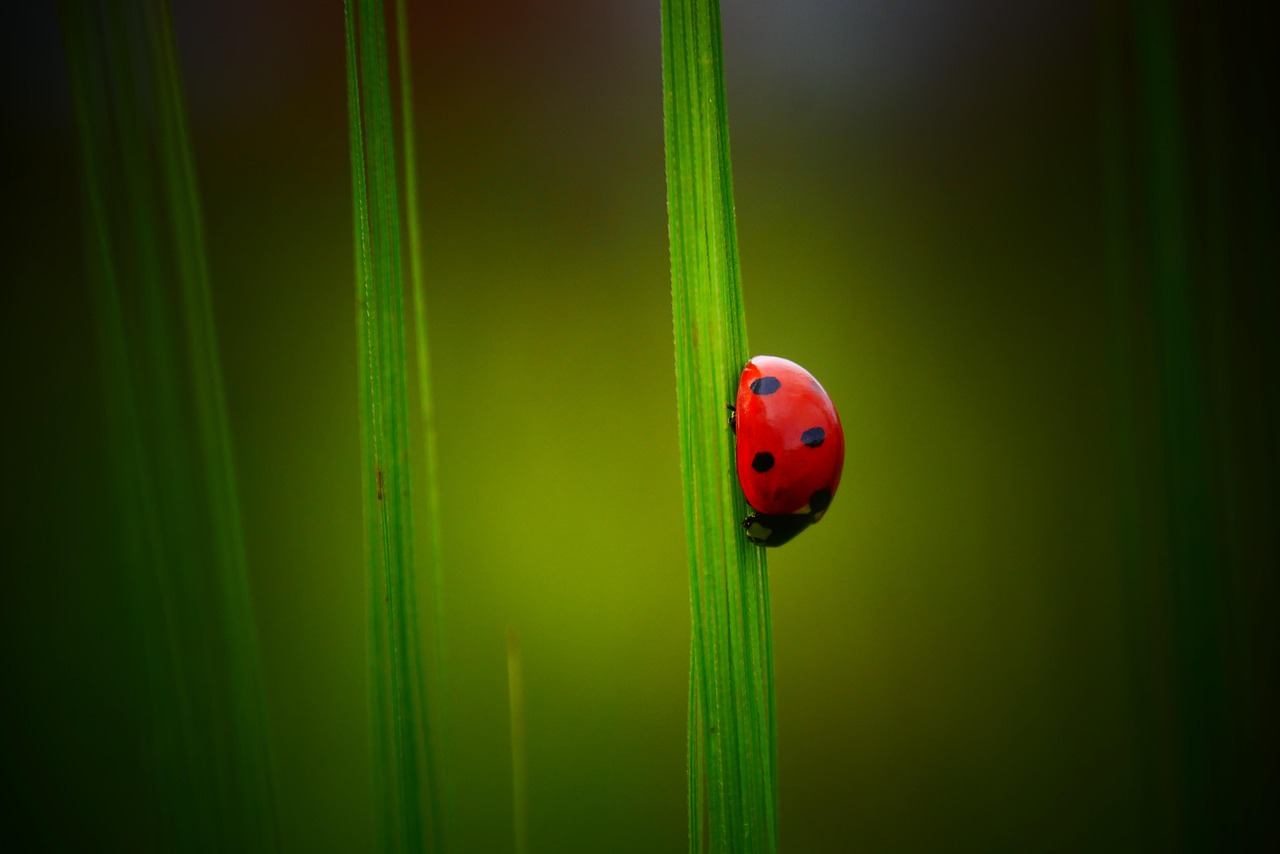 Ladybug - free online jigsaw puzzle photo