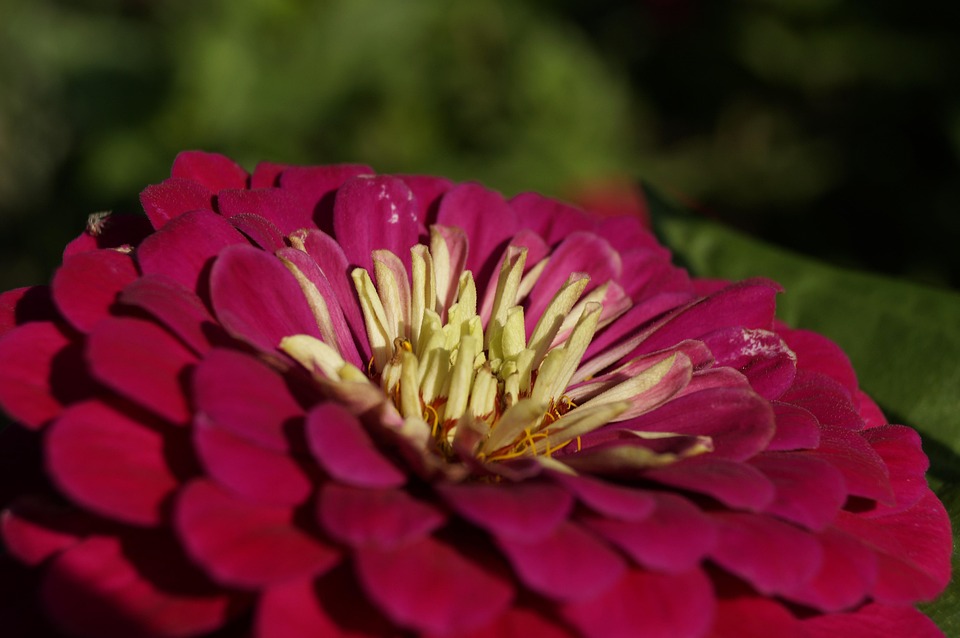 red-flower-4648144_960_720.jpg