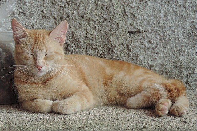 Free Gata Cat photo and picture