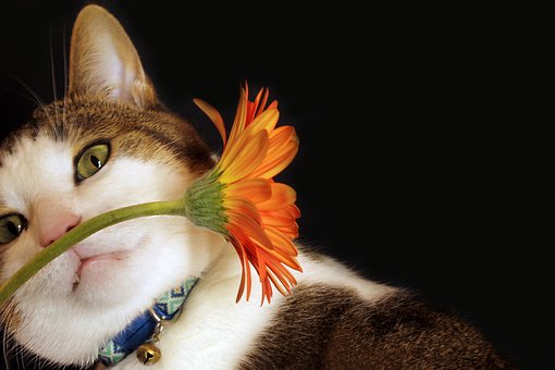 Katze, Blume, Haustier, Katzenartig