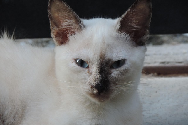 Free Gata Cat photo and picture