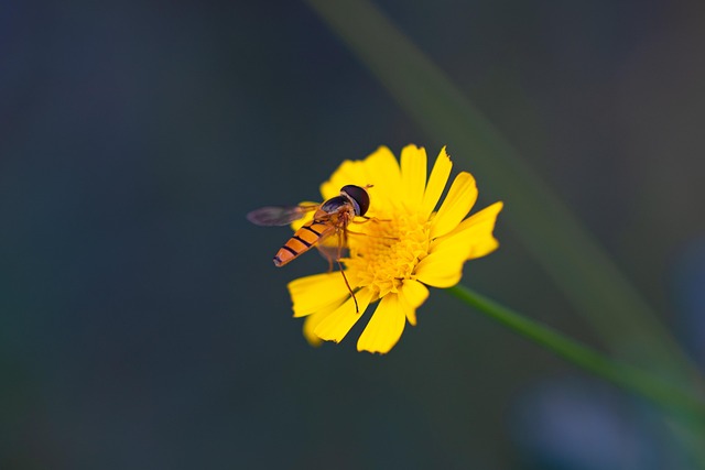 Free Flower Nature photo and picture