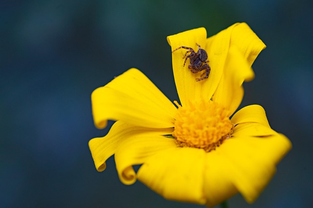 Free Flower Flower Background photo and picture