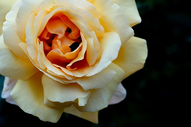 Free Flower Flower Wallpaper photo and picture