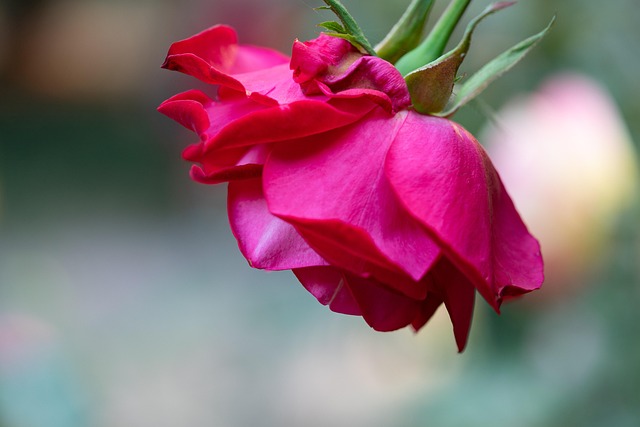 Free Flower Nature photo and picture