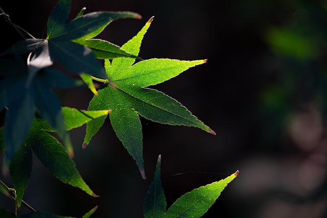 Free Leaves Nature photo and picture