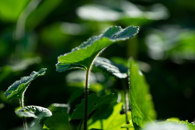 Free Leaves Green photo and picture