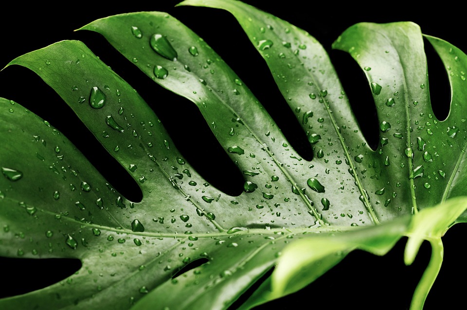 緑, ウェット, モンステラ, 植物, 熱帯, 露, 露のしずく, 雨滴, 葉, 液滴, 自然, 水, 鮮度