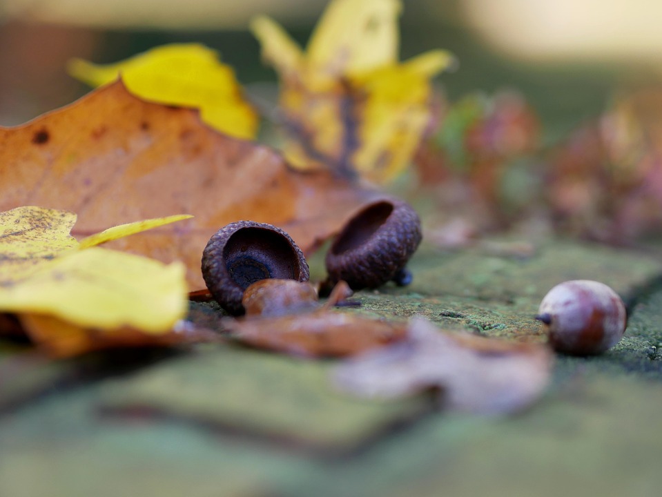 Acorns Wall Nature Free photo on Pixabay