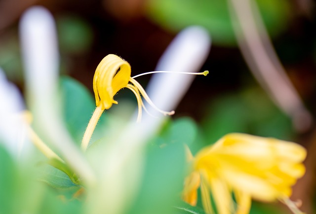 Free Flower Buds photo and picture
