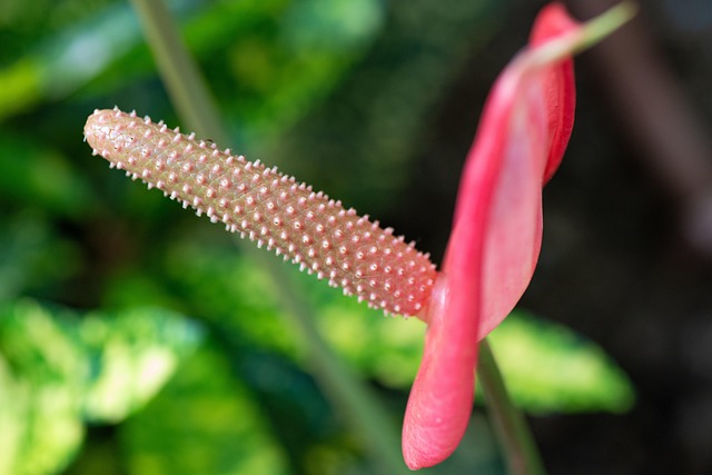 Free Flower Buds photo and picture