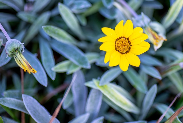 Free Flower Flower Wallpaper photo and picture