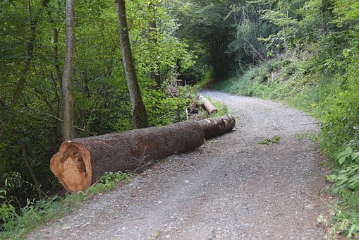 Free Forest Path Tree photo and picture